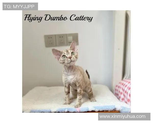 足球明星猫舍真实图片展现萌宠与运动员的温馨生活